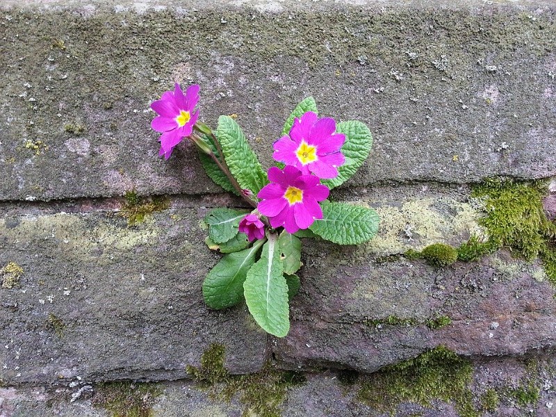 purple flower growing in the mortar of a wall